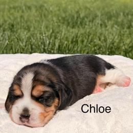 Chloe - Black tan and white female Beagle puppy in Mansfield, Missouri from Rippee Creek Kennel