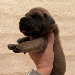 Beefcake - Blue male Great Dane puppy in Jerusalem, Arkansas from Mara Danes