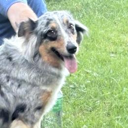 Australian Shepherds and Miniature Schnauzers from Jasmin Bartlett