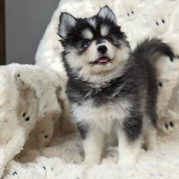 Roxy - Black and white female Pomsky puppy in Casa Grande, Arizona from Arizonas Pomsky Squad