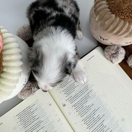 Miniature Australian Shepherd and Toy Australian Shepherd Puppies from Ollie's Aussies