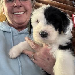Girl 2 lilac collar - Black and white female Sheepadoodle puppy in Eleva, Wisconsin from Molly’s Doodles