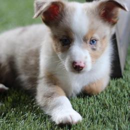 Beignet - Red merle male Miniature Australian Shepherd puppy in Liberty Hill, Texas from Stone & Sage ATX Toy & Mini Aussies