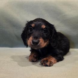Kimberly - Black and tan female Dachshund puppy in Tower City, Pennsylvania from Stoney Mountain Mini Doxies