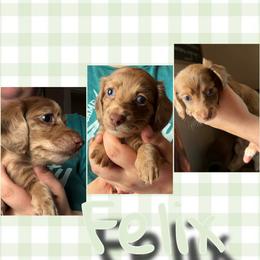 Felix - Dapple male Dachshund puppy in Brazil, Indiana from King Duke Dachshunds