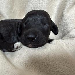 Boy 6 Pluto - Parti male Goldendoodle puppy in Kearneysville, West Virginia from Daydreamer