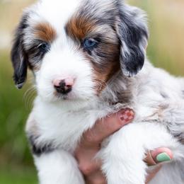 Rosalite (MAGENTA collar) - female Australian Mountain Doodle puppy in Highland, Utah from Angel Pups Deluxe