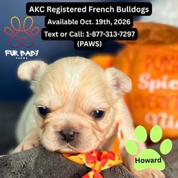 Howard - White male French Bulldog puppy in Michigan from Fur Baby Farms