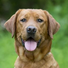 Fancy - Labrador Retriever