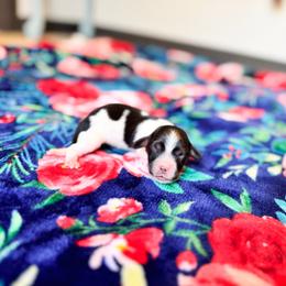 Cooper jr - Piebald male Dachshund puppy in Salters, South Carolina from Long-Pine Dachshund