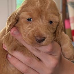 Ee Red Dapple - Red female Dachshund puppy in Morganton, North Carolina from Foothills Precious Paws