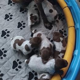 Girl 4 - Liver roan female German Shorthaired Pointer puppy in Elberta, Alabama from Old Orchard Farm