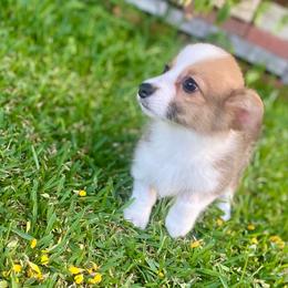 Desmond - Sable male Pembroke Welsh Corgi puppy in Hueytown, Alabama from AAA Corgis