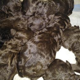 Barbet Puppies from Astarte Barbets