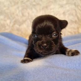 Reed - Black male Mi-Ki puppy in Toronto, Ohio from Shekinah’s Mi-Kis & Cricket Hill’s Westies