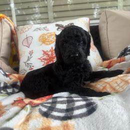Elijah - Black male Goldendoodle puppy in Petersburg, West Virginia from Wv Diva Doodles