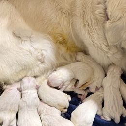 Opal - Light golden female Golden Retriever puppy in Colorado Springs, Colorado from Sharp Guardians and Goldens