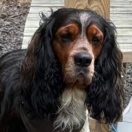 Pip - English Springer Spaniel