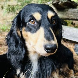 Teddy - Dachshund