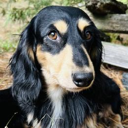 Teddy - Dachshund