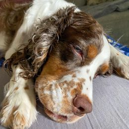 Beagles and English Springer Spaniels from Marsh Creek K9s