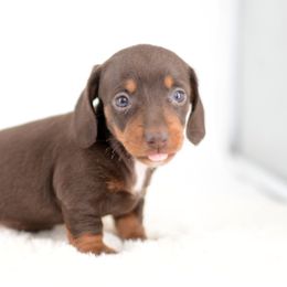 Juliet - AKC - Chocolate and tan female Dachshund puppy in Neosho, Missouri from A Walk In The Park