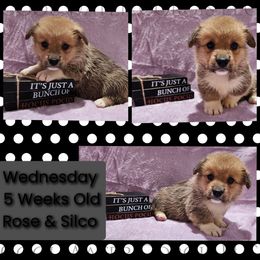 Wednesday - Red female Pembroke Welsh Corgi puppy in Kiowa, Colorado from Cool Water Corgis LLC