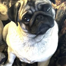 Pug Puppies from Von Webb Pups