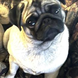 Pug Puppies from Von Webb Pups