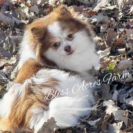 Apple - Pomeranian