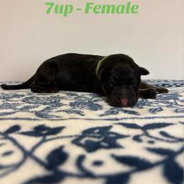 7up - Black and red female German Shepherd puppy in Coplay, Pennsylvania from By My Side Germans Shepherds & Dobermans