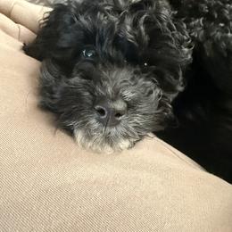 Cockapoo and Goldendoodle Puppies from Jax Doodles