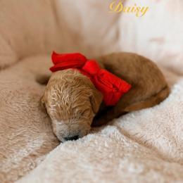 Daisy - Red  female Goldendoodle puppy in Noblesville, Indiana from R and H Doodles