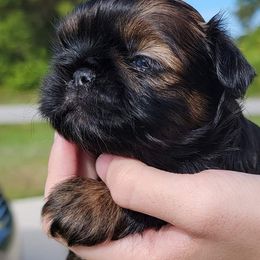 Shih Tzu Puppies from Chimera Shih Tzu