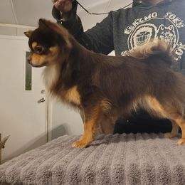 Chihuahuas from Quest Chihuahuas