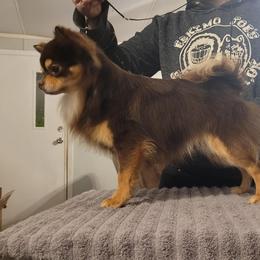 Chihuahuas from Quest Chihuahuas