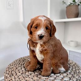 Copper - Apricot male Goldendoodle puppy in Madisonville, Kentucky from Carlie and Co. Goldendoodles