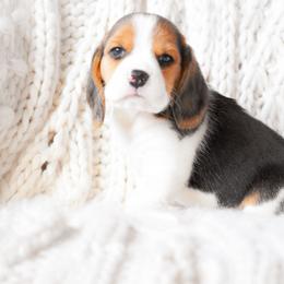 Arlo - Blue tan and white male Beagle puppy in Caldwell, Ohio from Folklore Kennel