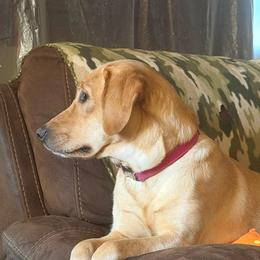 Cami - Labrador Retriever