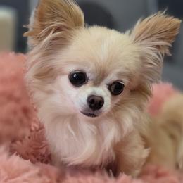 Masha - Chihuahua