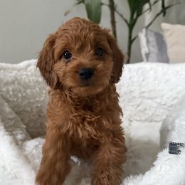 Pink Collar - Red Cavapoo puppy in Corona, California from SoCal Cavapoo's