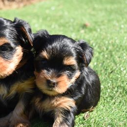Yorkshire Terrier Puppies from Nicki's Yorkies