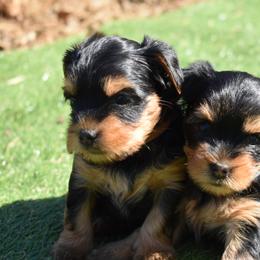Yorkshire Terrier Puppies from Nicki's Yorkies