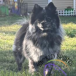 ZELDA - Pomeranian