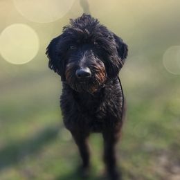 Rain - Labradoodle