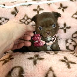 Ayla - Chocolate female Chihuahua puppy in Mesa, Arizona from Arizona Dream Chihuahuas