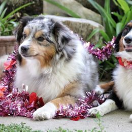 Miniature Australian Shepherds from McDaniel Aussies