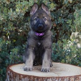 Ember - Sable female German Shepherd puppy in Coarsegold, California from Yosemite Shepherds