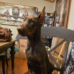 Pink - Red and rust female Doberman Pinscher puppy in Knox, Indiana from Double River Dobermans