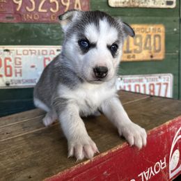 Avery - Gray and white female Siberian Husky puppy in Burnsville, North Carolina from Peterson Puppies